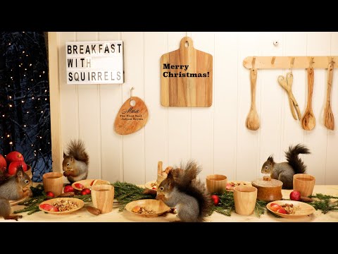 Christmas Breakfast With Squirrels and Peaceful Christmas Music