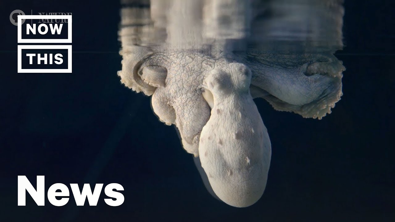 眠るタコの色変化研究を紹介するNowThis Impactの解説映像