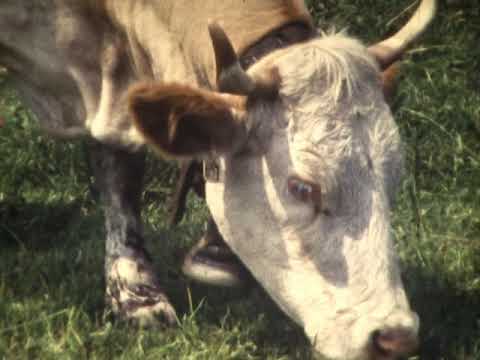 100 éves Lajosmizse - 1977