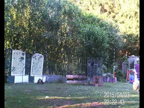 Habicht vs Gans Happy