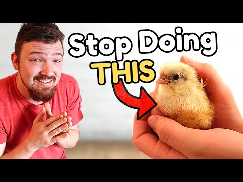 The BEST Ways to Help Raise Baby Chicks
