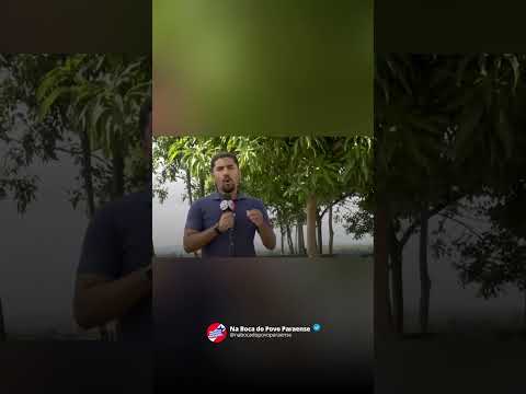 🚨 IBAMA INTENSIFICA COMBATE AO DESMATAMENTO EM URUARÁ-PA