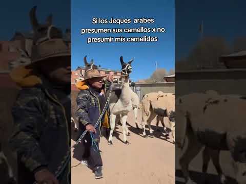 presumiendo mis camelidos aquí en #Curahuara de Carangas #Oruro #Bolivia