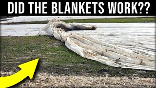 Seeding A Lawn Late UPDATE + Final MOW and Plot Update