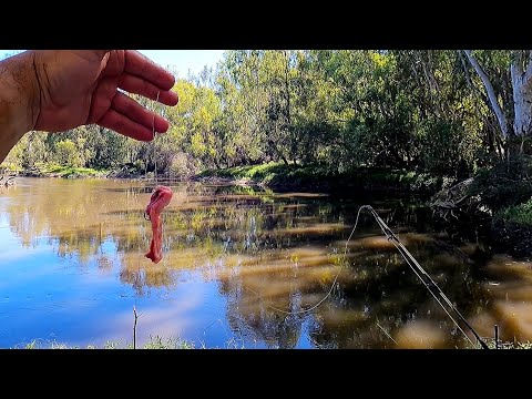 Murray cod fishing with a secret bait...