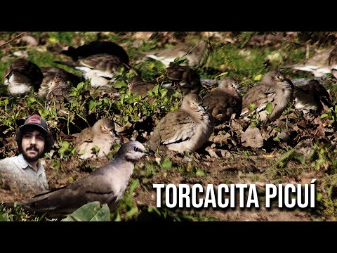 Picui Ground Dove 4K (Columbina picui)