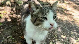 追いかけて来て喜ぶキジ白猫ちゃんかわいい鳴き声で甘え方力強い