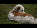 Cutest Baby You Ever Saw This One S A Yak Baby In Nepal