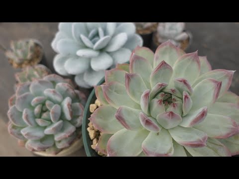 園芸 エレガントなエケベリア