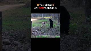 Download lagu Tiger VS Sloth Bear 🥶 #viral #shorts #youtube #video mp3