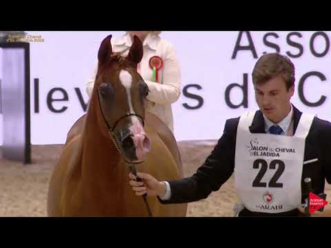 N 22 MENARA MONISCIONE   Salon du Cheval d'El Jadida class A show   Yearling Fillies Class 1B