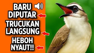 Download lagu Pancingan Trucukan PALING AMPUH! Burung Langsung Ngalas & Nyaut Gacor mp3