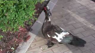 preview picture of video 'The Specimen - How Not to Capture a Muscovy Red Faced Duck at Burger King (Part 1 of 2)'