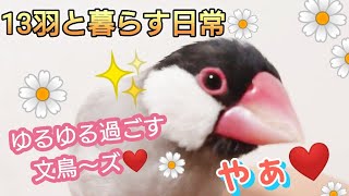 【文鳥】2025年もゆるゆる遊んでいます☆仲良くラブラブな文鳥～ズ♪