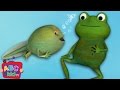 Frog Song (Life Cycle of a Frog) | CoCoMelon Nursery Rhymes & Kids Songs