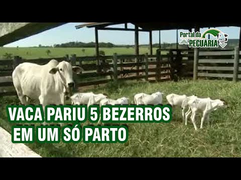 , title : 'Vaca pariu 5 bezerros em um só parto.'