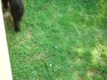 Mama Bear Scares Teenage Boy Bear Away