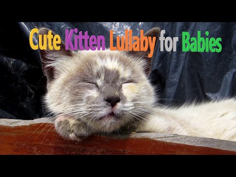 " Lovely Kitten " Lullaby for Babies - Short Version - 🐈