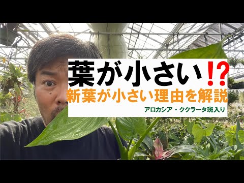 IUCN分類における絶滅の危険性を示す図。