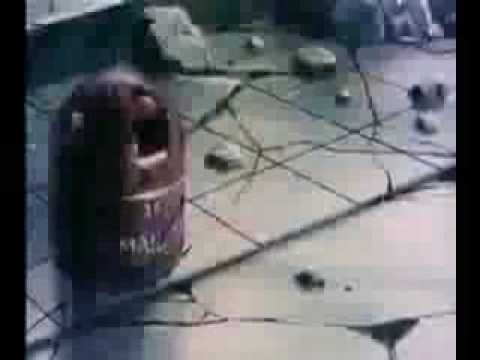 dragon ball af si que existe