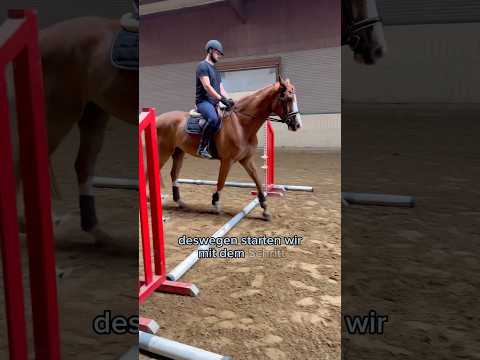 Dressurpferd das Springen beibringen - Start vom Dressurpferd zum Springpferd #pferdeausbildung