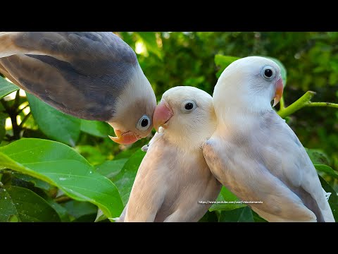 Lovebird Chirping Sounds - Three White Pastel Siblings