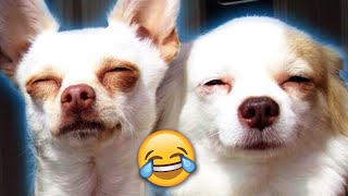 You Won't Believe What These Pets Are Saying!