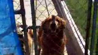 Release the Hounds 2