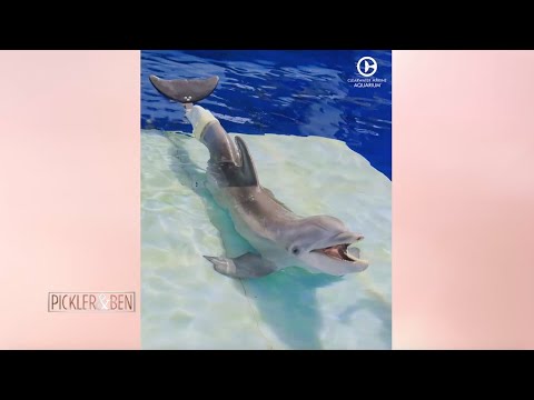 Meet Winter, the Rescued Dolphin with a Prosthetic Tail - Pickler & Ben