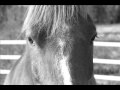 My Life In Black White Wmv