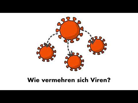 Die Vermehrung von Viren am Besipiel des Coronavirus