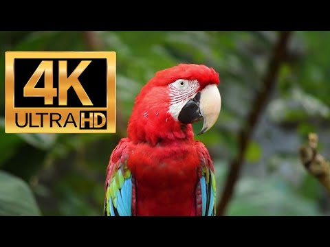 4K 10 Bit Color Amazing African Birds - African Wildlife Video - 10 HRS Beautiful Bird Sounds