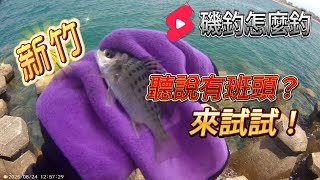 新竹｜回來熟悉的地方練身體!聽說班頭很咬?來試試! #磯釣怎麼釣 #班頭 #黏巴達釣餌