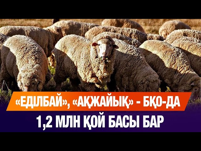 «Auyl fest. Қой шаруашылығы – 2025» тұңғыш халықаралық форумы өтті