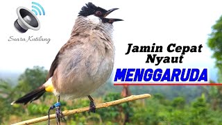 Download lagu Suara Burung Kutilang Gacor Istimewa Untuk Masteran  mp3
