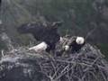 Don T You Wish You Spoke Eagle Ish
