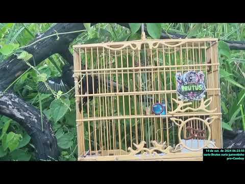 9 de setembro de 2025 curio BRUTUS Bragança para 