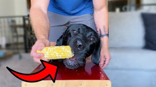 Labrador Eats Corn On The Cob!!