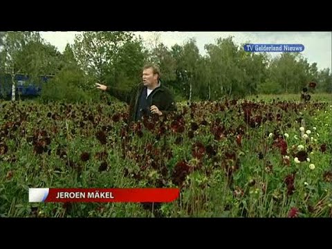 GLD Nieuws 30 augustus 2010 - Nieuws