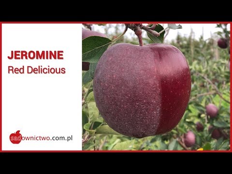 Jeromine - red delicious apple variety