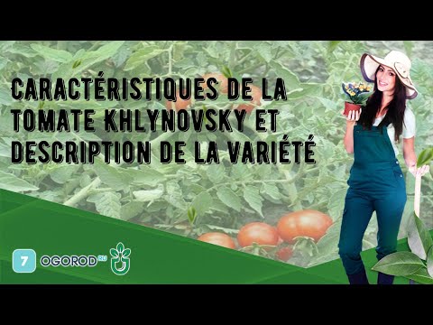 , title : 'Caractéristiques de la tomate Khlynovsky et description de la variété'