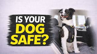 EzyDog Drive Dog Car Harness Test & Review | Worth It?