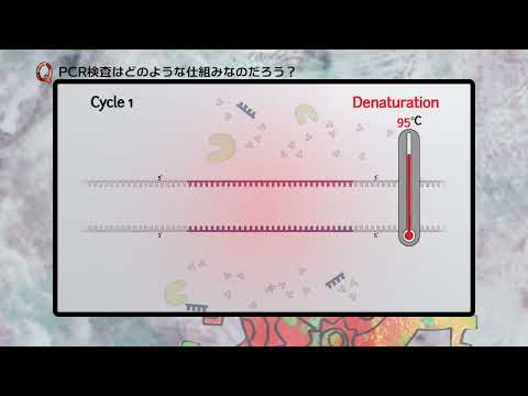 「人間サイズのネズミ」:研究者らが気候変動の予期せぬ影響を予測