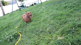 preview picture of video 'Mini Dachshund Puppies at 9 weeks old 20100722'