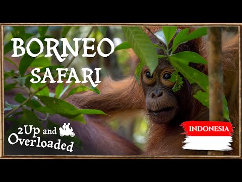 $500 for 1 FULL DAY in the Jungle of Borneo – This is Why it’s WORTH It - [S2.2 E23]