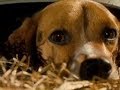 Cats And Dogs Available Now On Blu Ray Dvd And Download