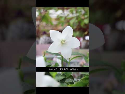 園芸 キキョウホウセンカ、キキョウインパチェンス