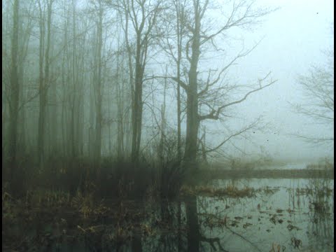 Early spring wetlands (16mm, Ektachrome 100D)