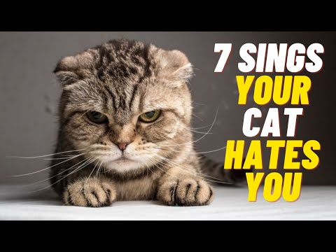 7 Signs Your CAT HATES YOU - Understanding Feline ...