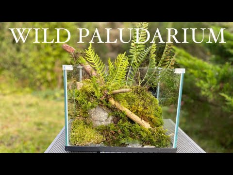 , title : 'Wild Paludarium Aquascape - Aquascaping With Nature - Wild Plants And Moss For A Paludarium Setup